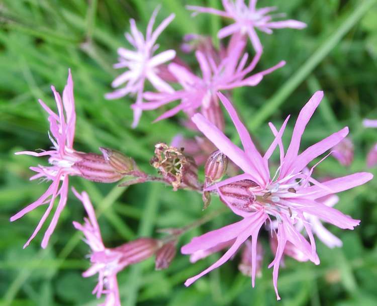 Lichtnelke Blüten die aus einer Wiese ragen (Bitte hier klicken um dieses Bild in seiner vollen Größe zu betrachten)