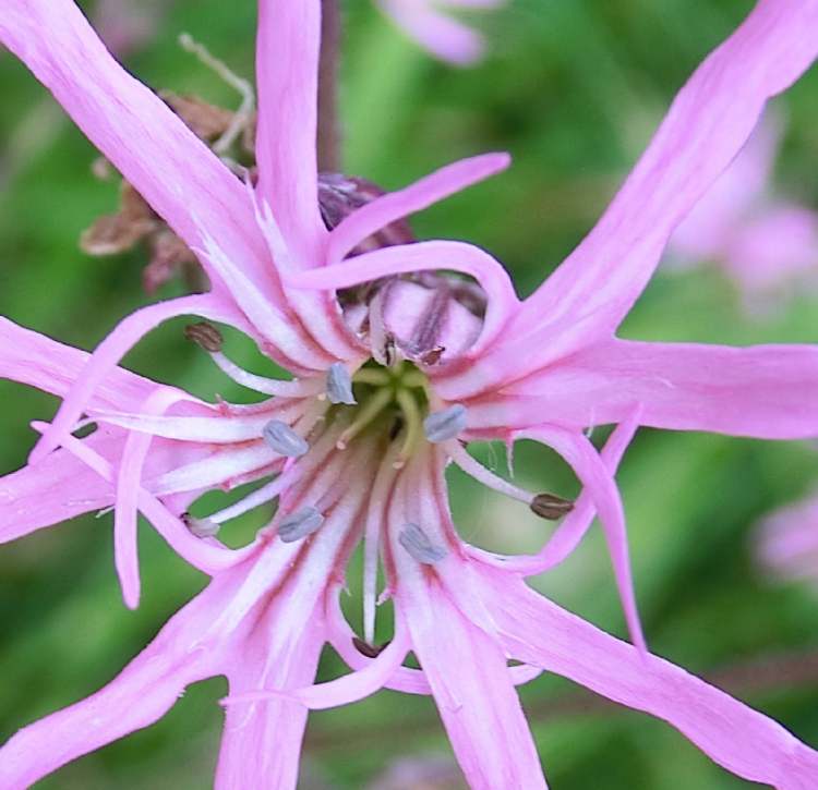 das Heiligste der Kuckucks-Lichtnelkenblüte (Bitte hier klicken um dieses Bild in seiner vollen Größe zu betrachten)