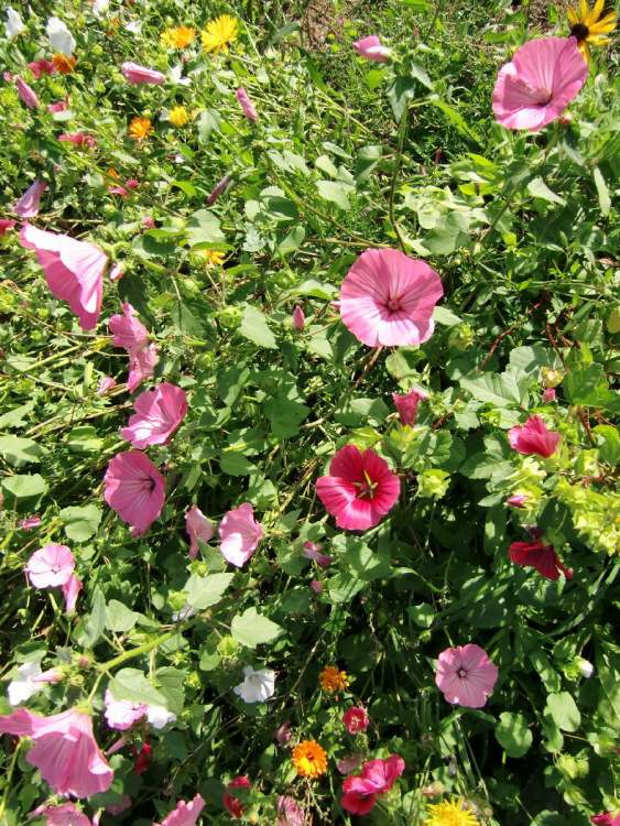 Gartenblütenpracht (Bitte hier klicken um dieses Bild in seiner vollen Größe zu betrachten)