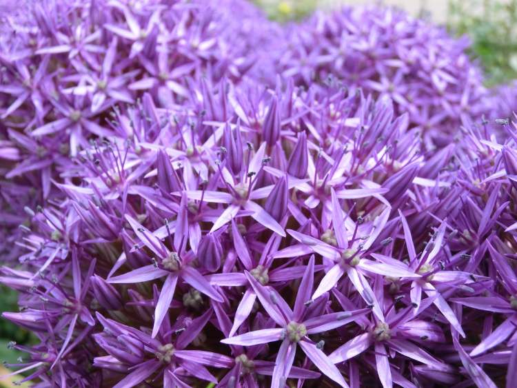 Sternkugellauch Blüten (Bitte hier klicken um dieses Bild in seiner vollen Größe zu betrachten)