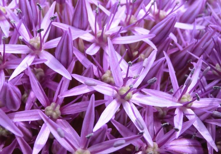 Sternkugellauch Blüte (Bitte hier klicken um dieses Bild in seiner vollen Größe zu betrachten)