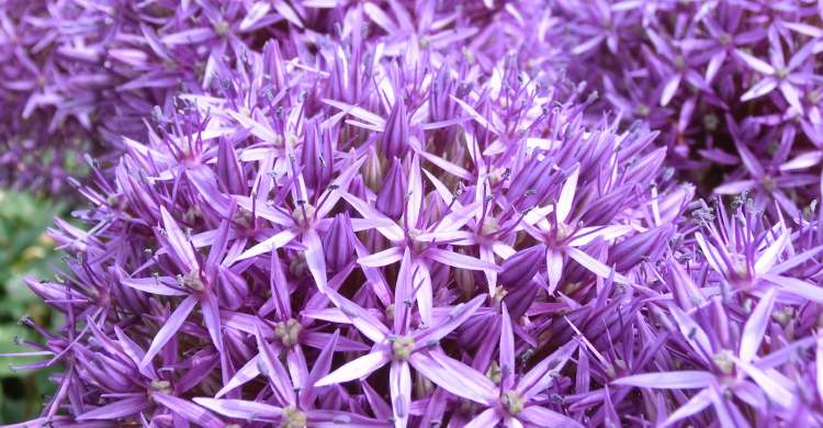 Kugel-Blüten (Bitte hier klicken um dieses Bild in seiner vollen Größe zu betrachten)