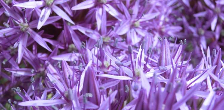 Sternkugellauch Allium christophii (Bitte hier klicken um dieses Bild in seiner vollen Größe zu betrachten)