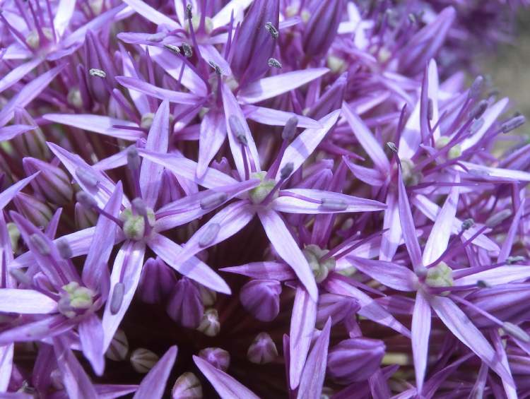 Sternkugellauch (Allium christophii) (Bitte hier klicken um dieses Bild in seiner vollen Größe zu betrachten)