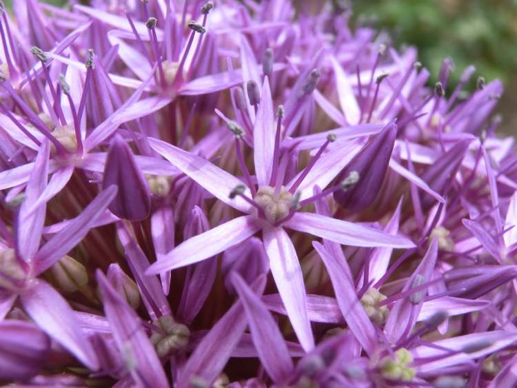 Sternlauch Kugelblüte (Bitte hier klicken um dieses Bild in seiner vollen Größe zu betrachten)