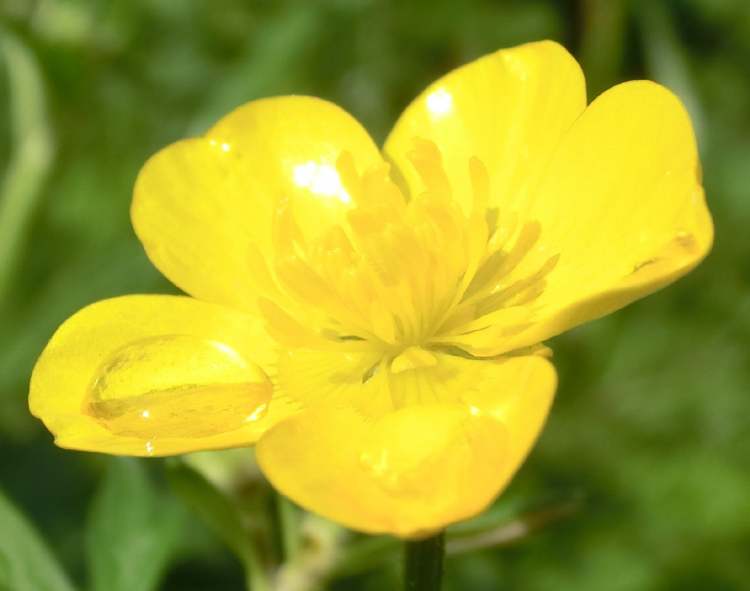 Sumpfdotterblumenblüte im Sonnenlicht (Bitte hier klicken um dieses Bild in seiner vollen Größe zu betrachten)