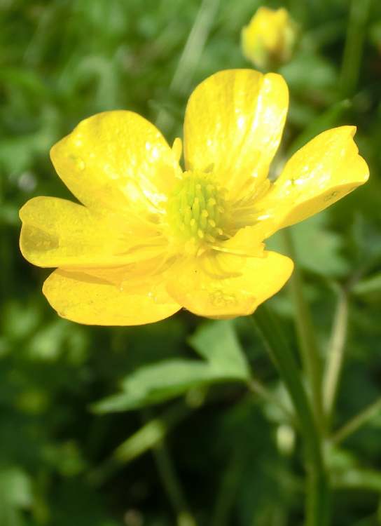 hier wächst eine Sumpfdotterblume (Bitte hier klicken um dieses Bild in seiner vollen Größe zu betrachten)