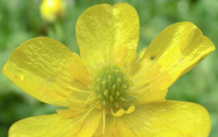 Blüte in Wiese (Bitte hier klicken um dieses Bild in seiner vollen Größe zu betrachten)