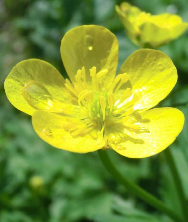 Sumpfdotterblumen Blüte (Bitte hier klicken um dieses Bild in seiner vollen Größe zu betrachten)