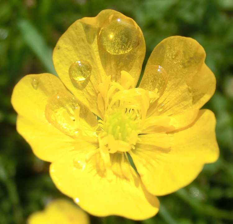 gelbe Blüte mit Regentropfen (Bitte hier klicken um dieses Bild in seiner vollen Größe zu betrachten)
