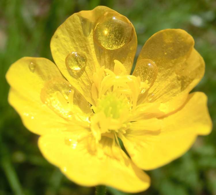 Sumpfdotterblumenblüte nach Regen (Bitte hier klicken um dieses Bild in seiner vollen Größe zu betrachten)