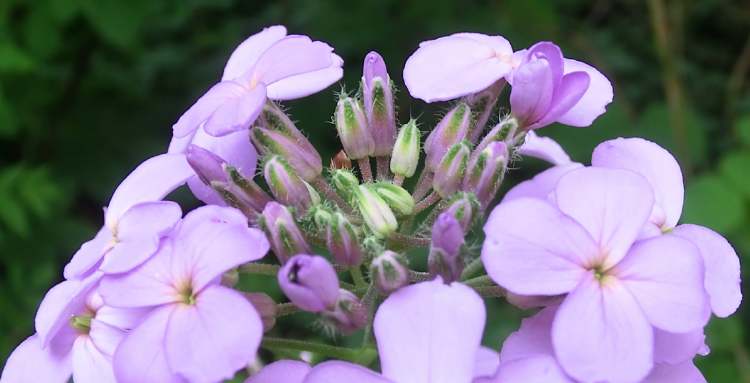 Blüten einer gewöhnlichen Nachtviole (Bitte hier klicken um dieses Bild in seiner vollen Größe zu betrachten)