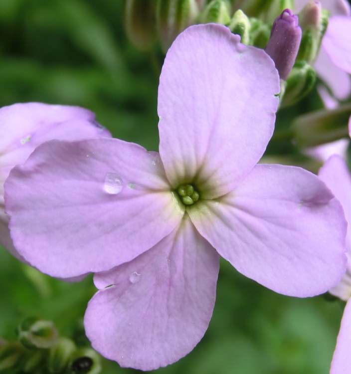 Nachtviole Blüte (Bitte hier klicken um dieses Bild in seiner vollen Größe zu betrachten)