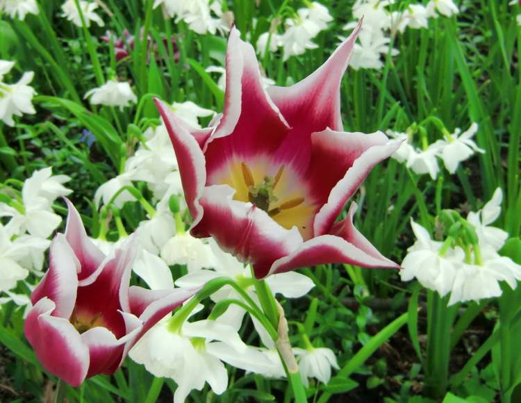 Damen-Tulpe Blüte (Bitte hier klicken um dieses Bild in seiner vollen Größe zu betrachten)