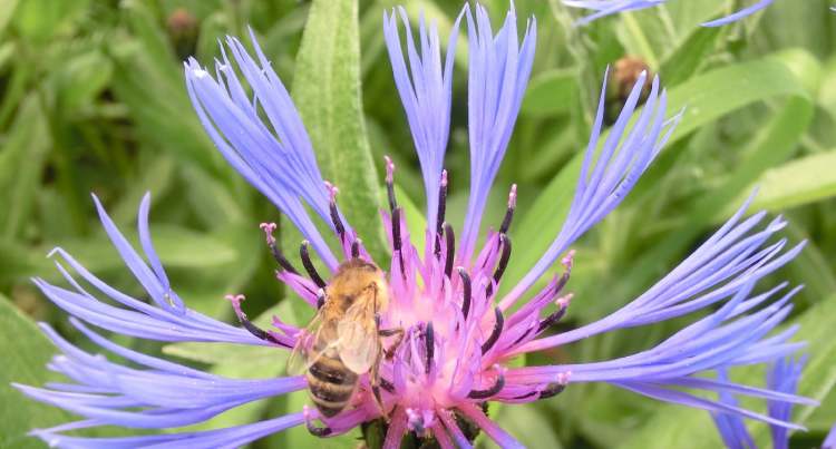 Berg-Flockenblume mit Biene (Bitte hier klicken um dieses Bild in seiner vollen Größe zu betrachten)