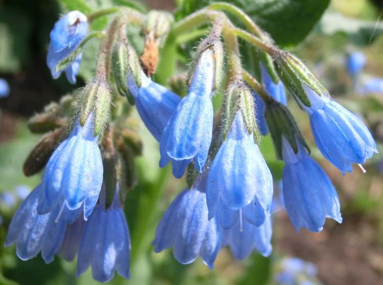 Blaue Beinwell Blüten (Bitte hier klicken um dieses Bild in seiner vollen Größe zu betrachten)