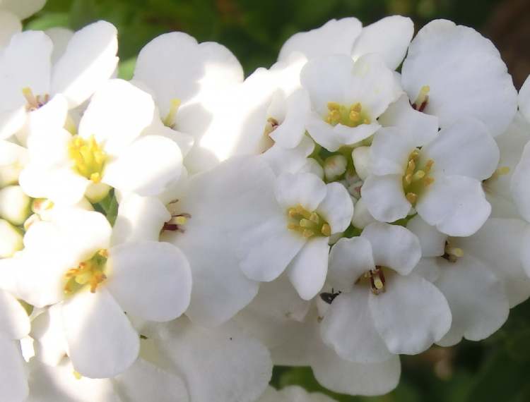 weißer kleine Blütchen (Bitte hier klicken um dieses Bild in seiner vollen Größe zu betrachten)