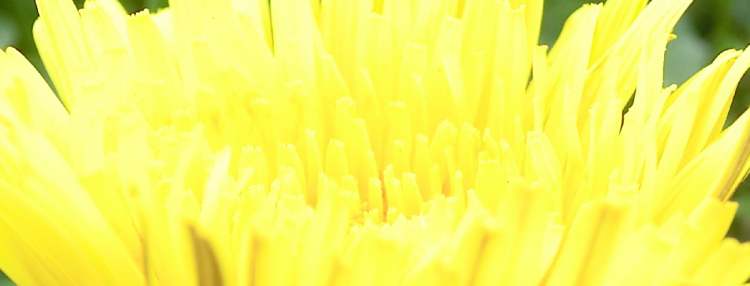 lichtvoll strahlende Löwenzahnblüte (Bitte hier klicken um dieses Bild in seiner vollen Größe zu betrachten)