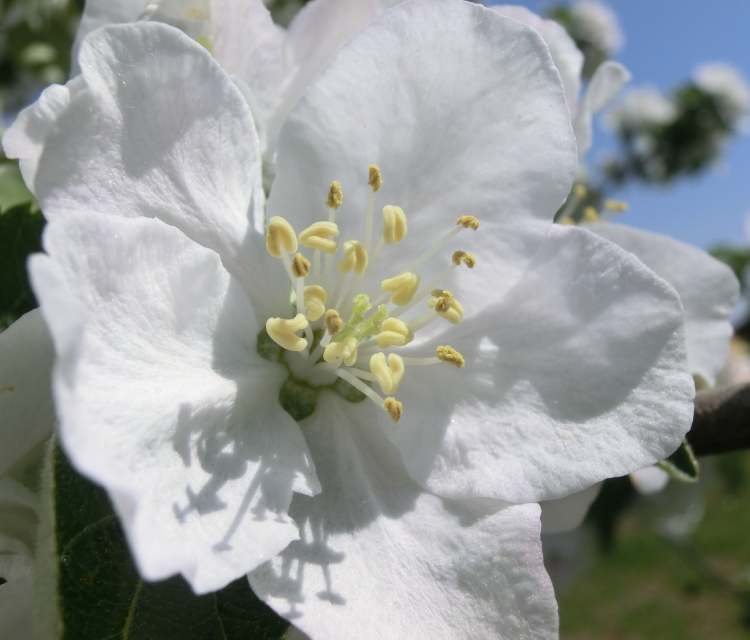 Zwetschgen Blüte (Bitte hier klicken um dieses Bild in seiner vollen Größe zu betrachten)