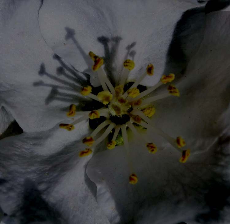 Zwetschgenblüte (Bitte hier klicken um dieses Bild in seiner vollen Größe zu betrachten)