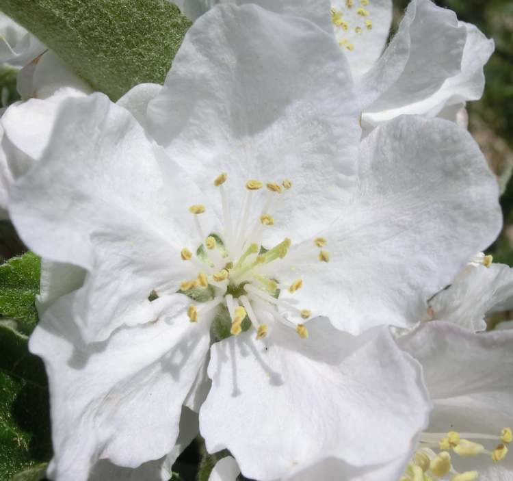 Zwetschgenbaum Blüte (Bitte hier klicken um dieses Bild in seiner vollen Größe zu betrachten)