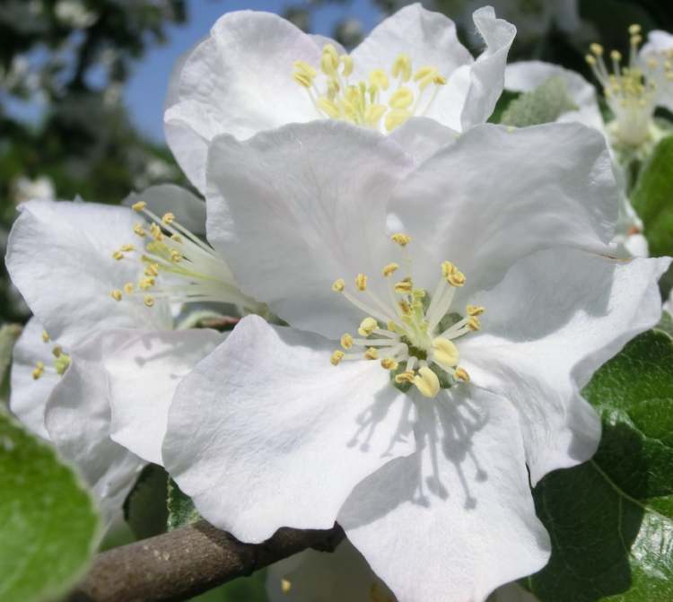 Blüten an Zwetschgenbaumast (Bitte hier klicken um dieses Bild in seiner vollen Größe zu betrachten)