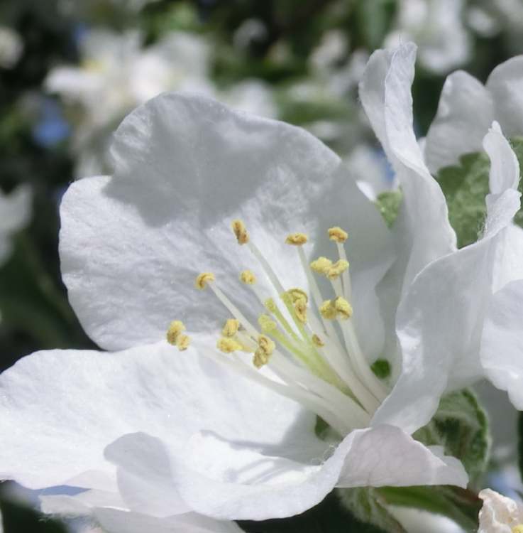 Pflaumenblüte (Bitte hier klicken um dieses Bild in seiner vollen Größe zu betrachten)