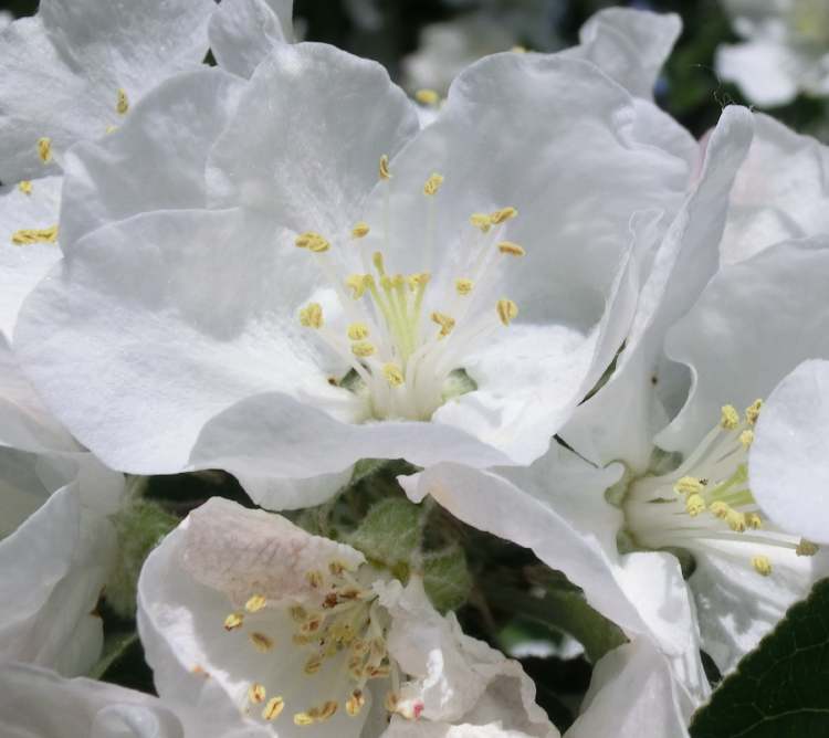 Blüten am Zwetschgenbaum (Bitte hier klicken um dieses Bild in seiner vollen Größe zu betrachten)