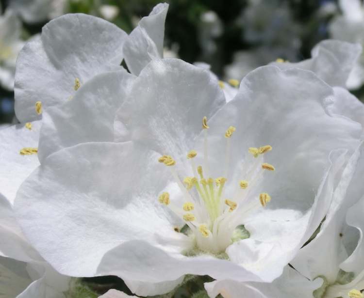 Pflaumenbaum Blüte (Bitte hier klicken um dieses Bild in seiner vollen Größe zu betrachten)