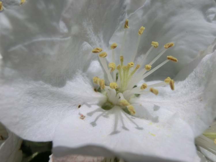 Pflaumenblüte eines Zwetschgenbaumes (Bitte hier klicken um dieses Bild in seiner vollen Größe zu betrachten)