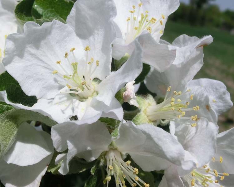 Die Zeit der Pflaumenblüte (Bitte hier klicken um dieses Bild in seiner vollen Größe zu betrachten)