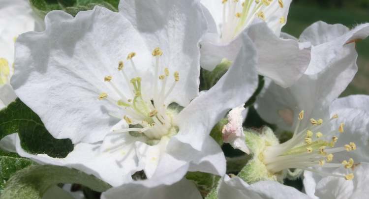 Pflaumenblüten (Bitte hier klicken um dieses Bild in seiner vollen Größe zu betrachten)