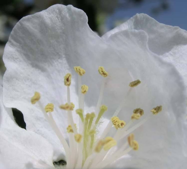 Zwetschgenbaum Blüte innen (Bitte hier klicken um dieses Bild in seiner vollen Größe zu betrachten)