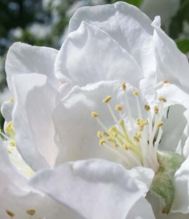 weiße Blüte eines Zwetschgenbaumes (Bitte hier klicken um dieses Bild in seiner vollen Größe zu betrachten)