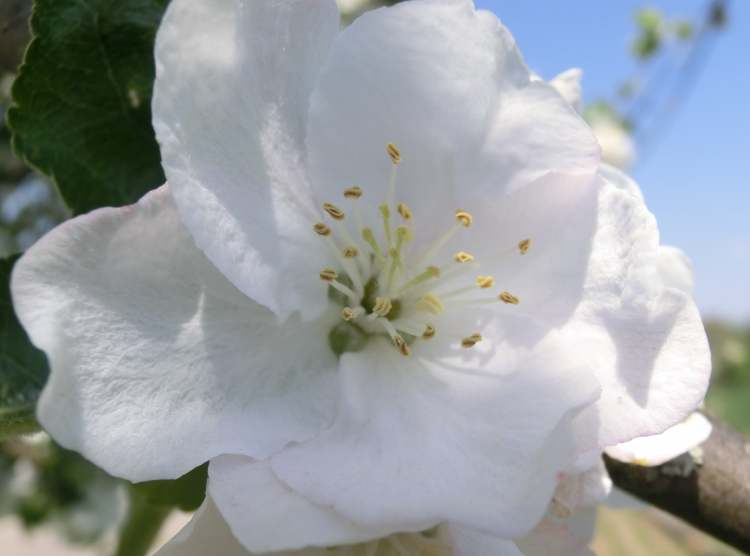 Zwetschgenbaum Blüte im Frühjahr (Bitte hier klicken um dieses Bild in seiner vollen Größe zu betrachten)