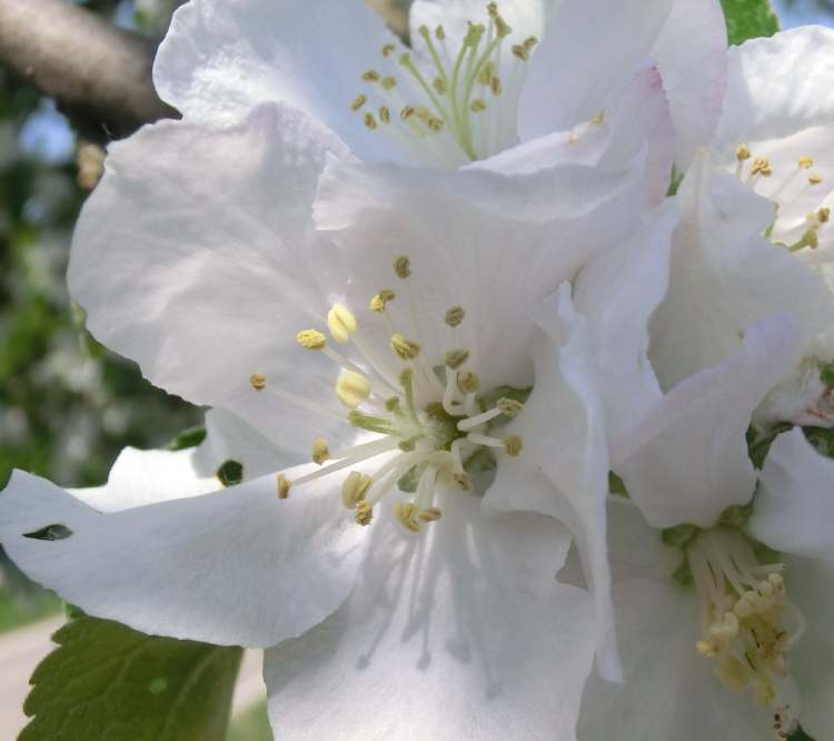 Zwetschgenbaum Blütenpracht (Bitte hier klicken um dieses Bild in seiner vollen Größe zu betrachten)