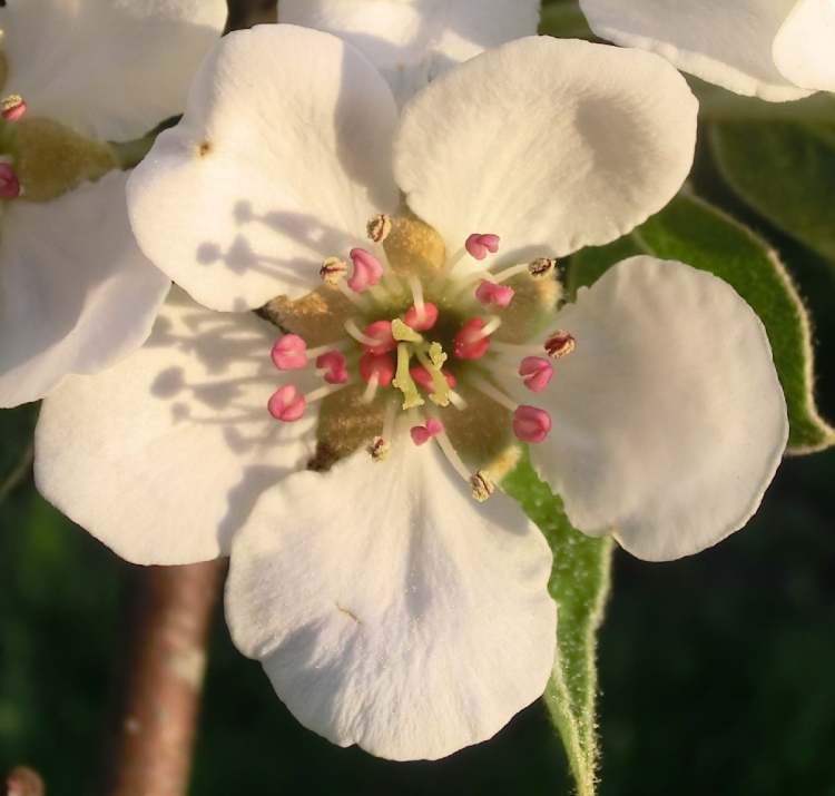 eine Birnbaum Blüte (Bitte hier klicken um dieses Bild in seiner vollen Größe zu betrachten)