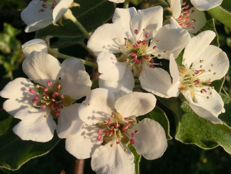 Birnbaum Blüten (Bitte hier klicken um dieses Bild in seiner vollen Größe zu betrachten)