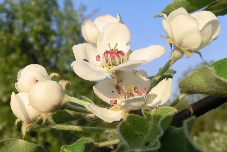 Birnbaum Blüten und Knospe (Bitte hier klicken um dieses Bild in seiner vollen Größe zu betrachten)