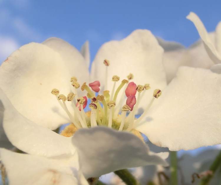 Blüte vom Birnbaum (Bitte hier klicken um dieses Bild in seiner vollen Größe zu betrachten)