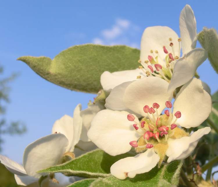 Birnbaumblüten (Bitte hier klicken um dieses Bild in seiner vollen Größe zu betrachten)