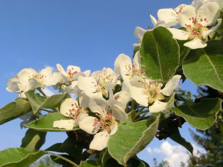 Blüten am Birnbaum (Bitte hier klicken um dieses Bild in seiner vollen Größe zu betrachten)