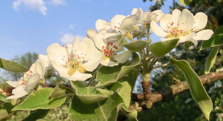 Blüten an Birnbaumast (Bitte hier klicken um dieses Bild in seiner vollen Größe zu betrachten)