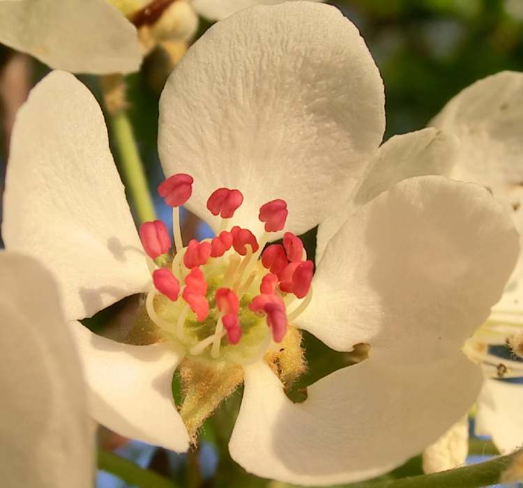 noch eine Birnbaum Blüte (Bitte hier klicken um dieses Bild in seiner vollen Größe zu betrachten)