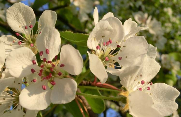 Blüten vom Birnbaum (Bitte hier klicken um dieses Bild in seiner vollen Größe zu betrachten)