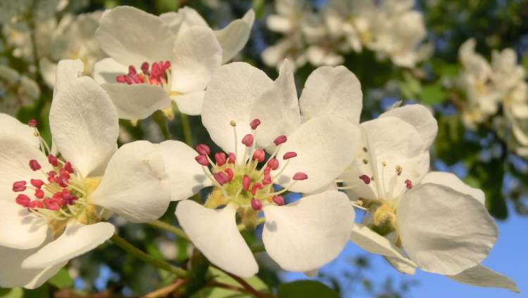 blühende Birnbaum Blüten (Bitte hier klicken um dieses Bild in seiner vollen Größe zu betrachten)