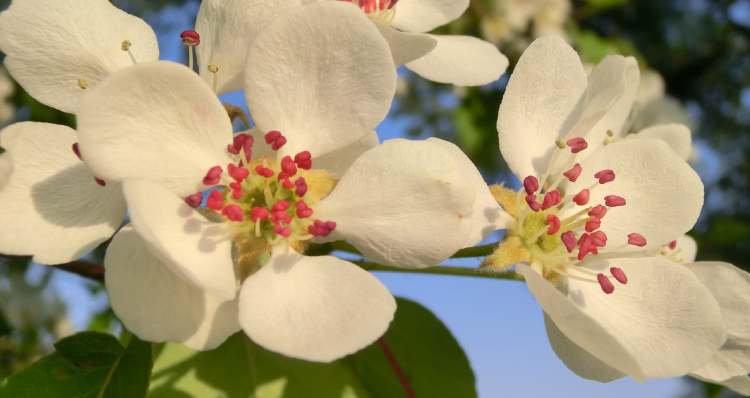 herrliche Birnenblüten (Bitte hier klicken um dieses Bild in seiner vollen Größe zu betrachten)