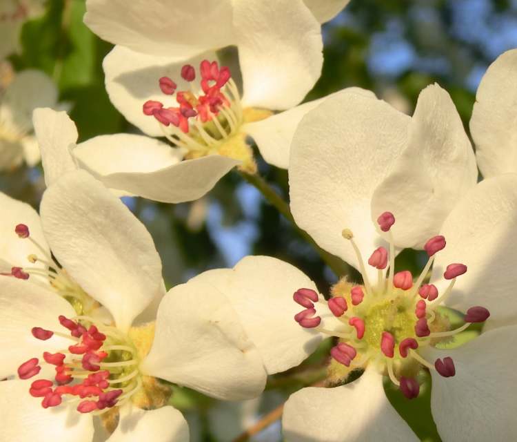 weiße Blüten am Birnbaum (Bitte hier klicken um dieses Bild in seiner vollen Größe zu betrachten)