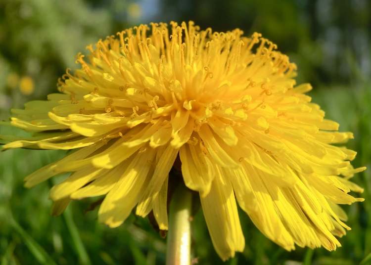 pralle Löwenzahnblüte (Bitte hier klicken um dieses Bild in seiner vollen Größe zu betrachten)