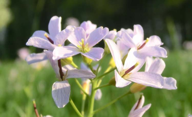 Wiesen-Schaumkraut Blüten (Bitte hier klicken um dieses Bild in seiner vollen Größe zu betrachten)